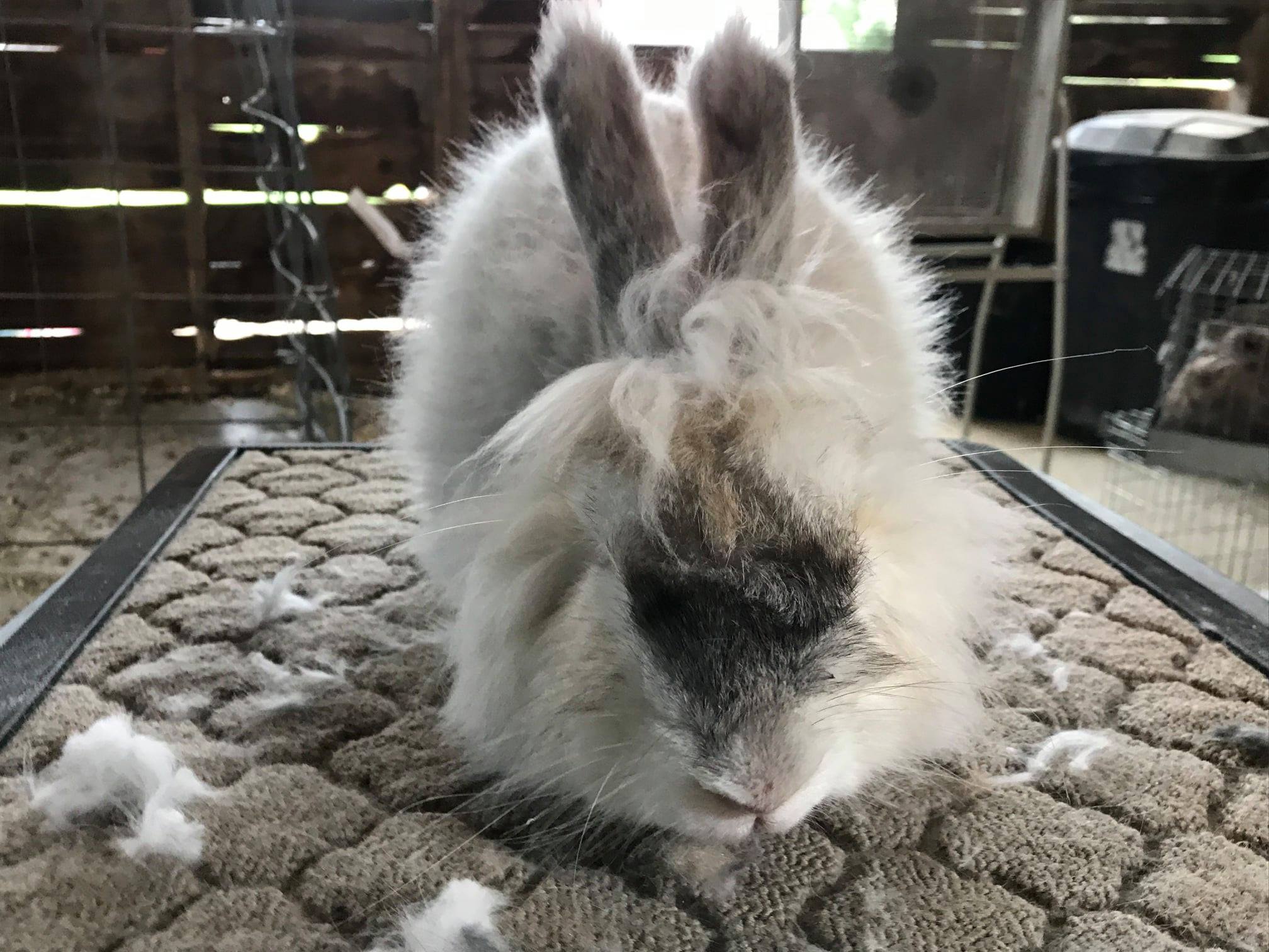 Pulaski Fluff Rabbitry - Giant Angora Rabbits in Jackson, MI