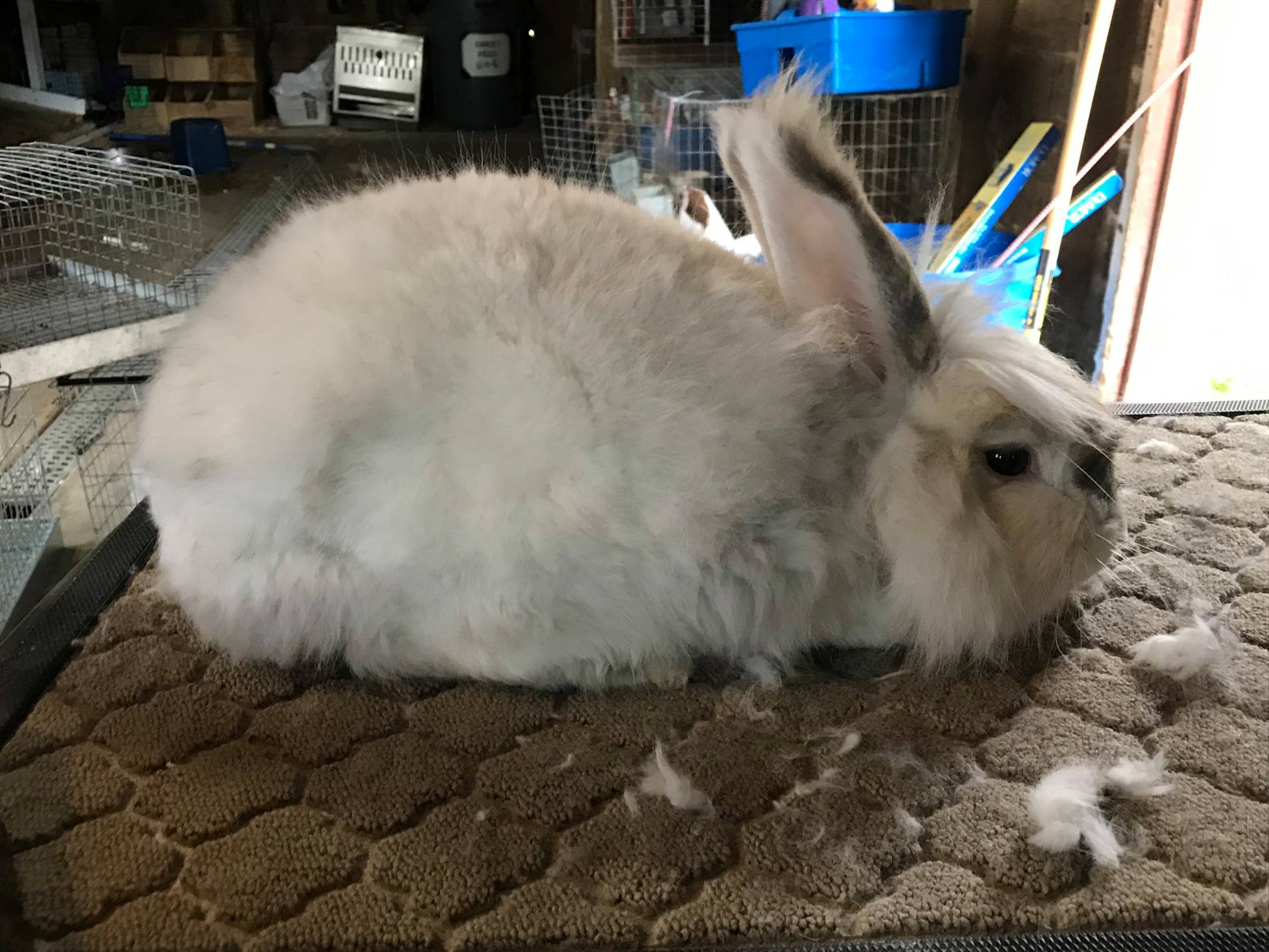 Pulaski Fluff Rabbitry - Giant Angora Rabbits in Jackson, MI