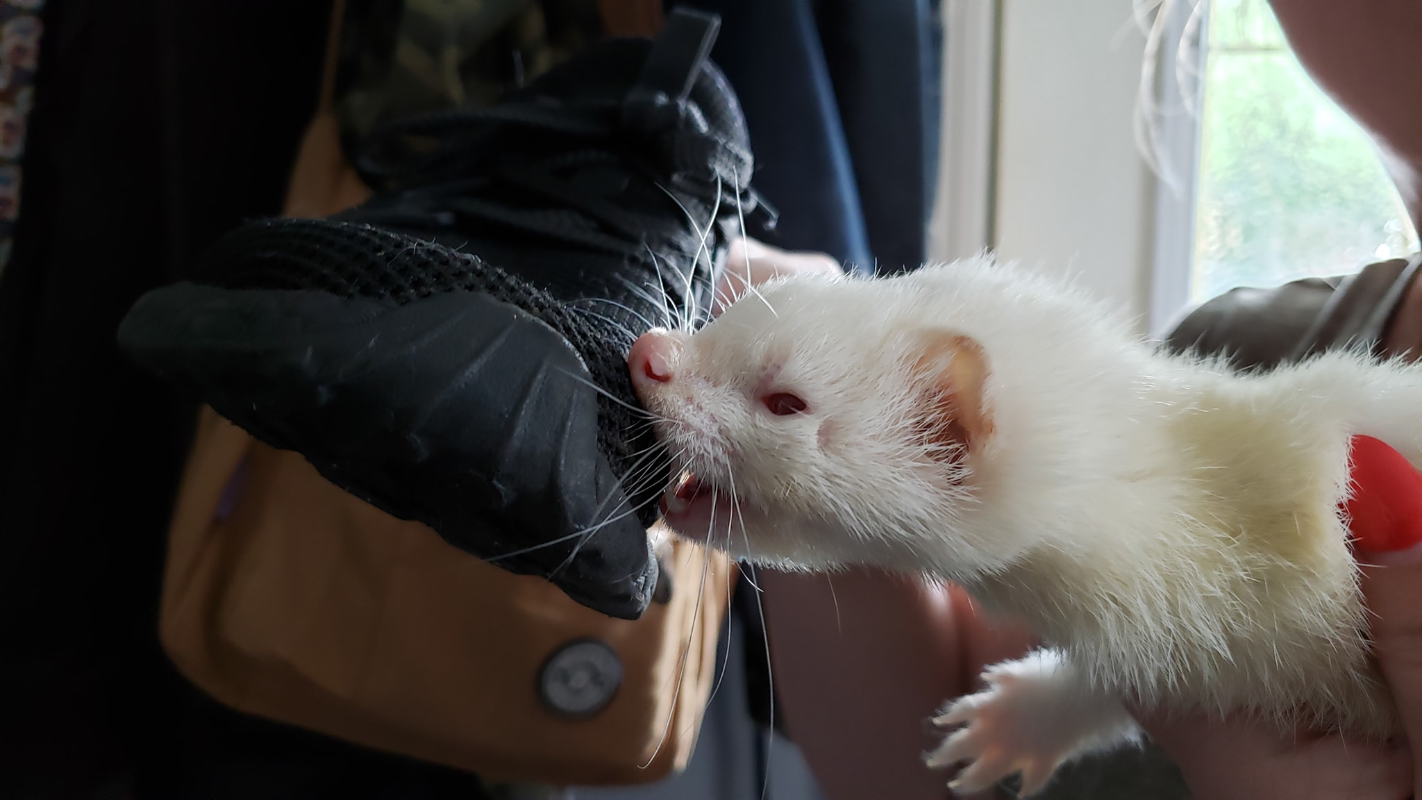 How Often Do You Bathe a Ferret: Essential Care Tips