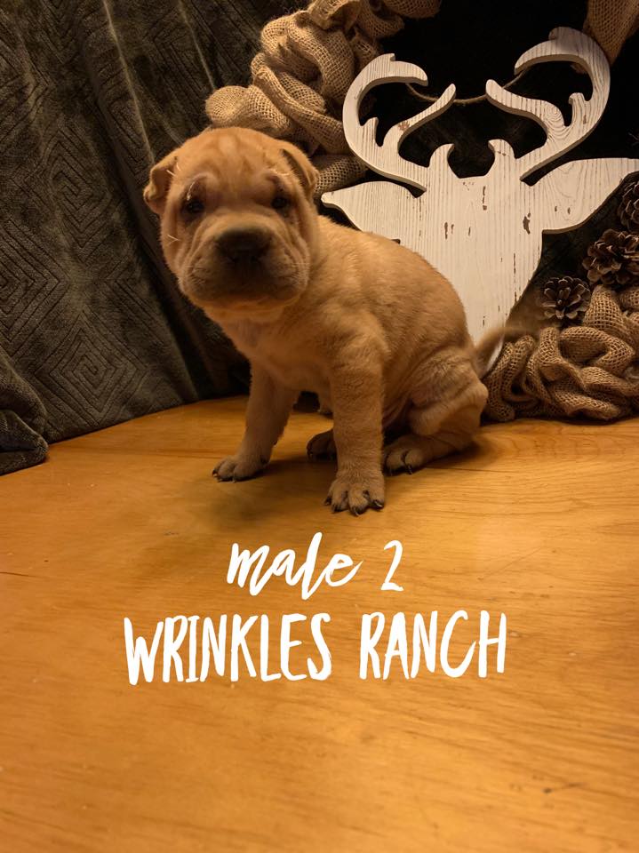 Wrinkles ranch Shar-Peis | Dixon MO