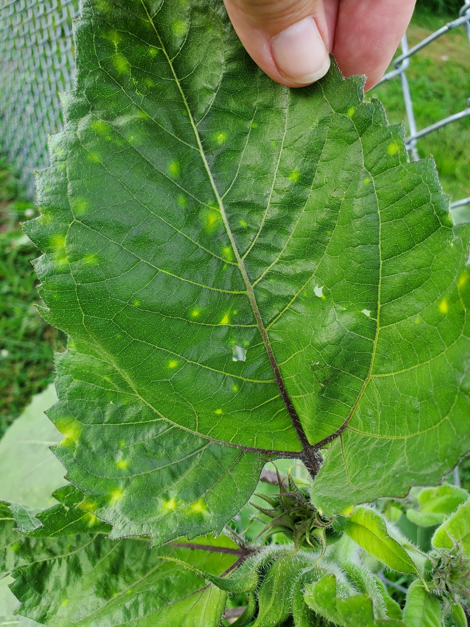 Zone 6b Garden | What is on my sunflowers | Facebook