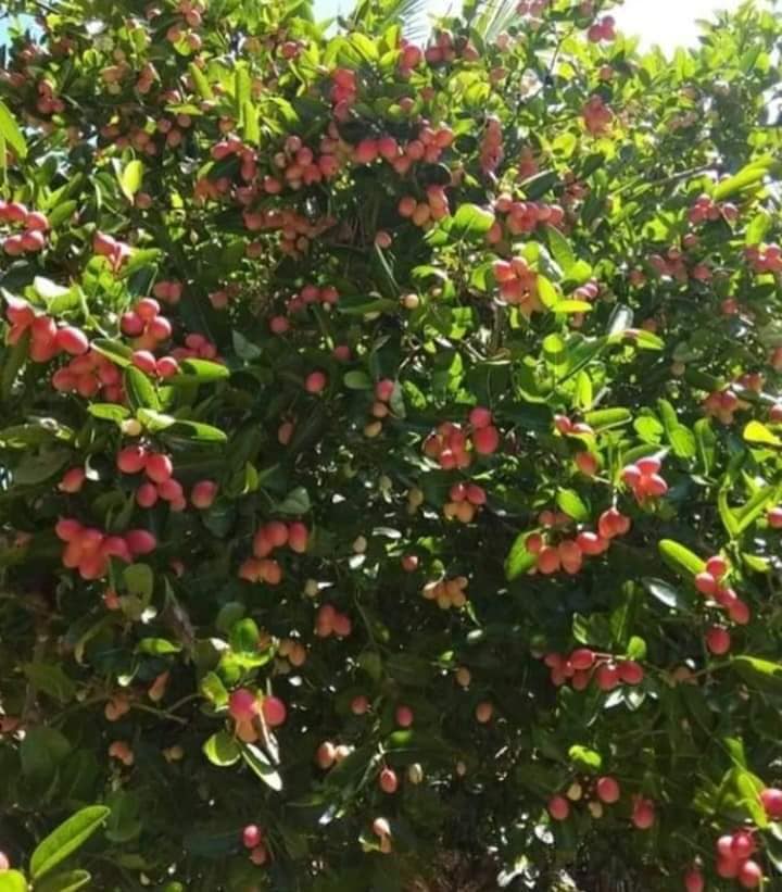 Buah Asam Renda