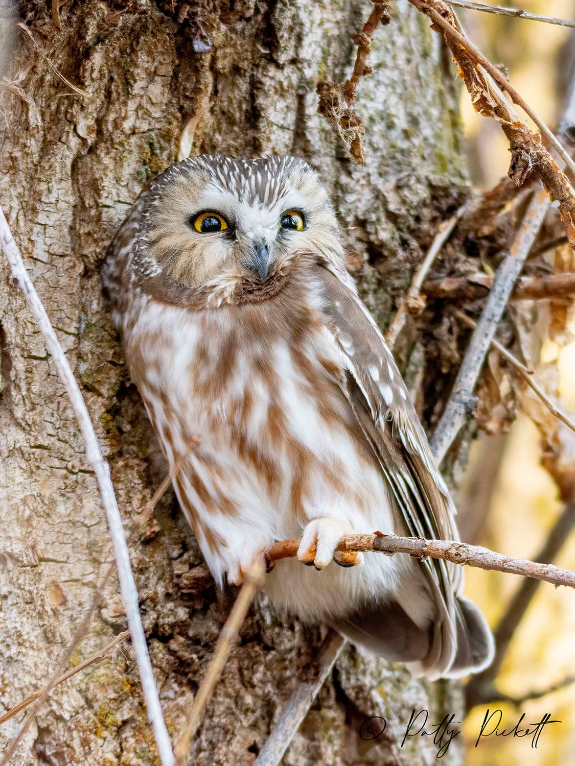 Northern Saw-Whet Owls 1/21/21 Google Pixel 5 Bushnell Spacemaster