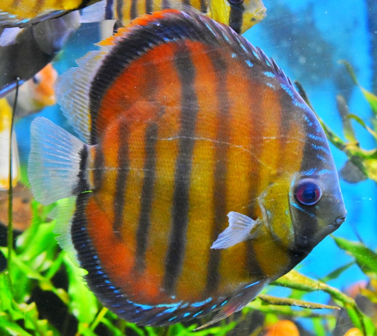 Aquarists Across Canada