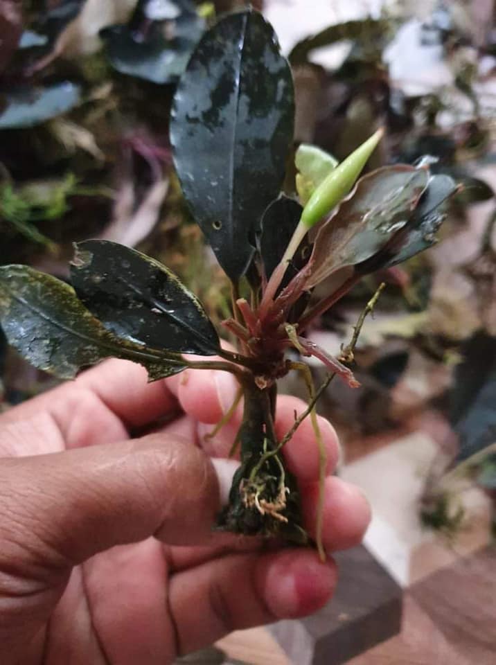 Bucephalandra akantha 