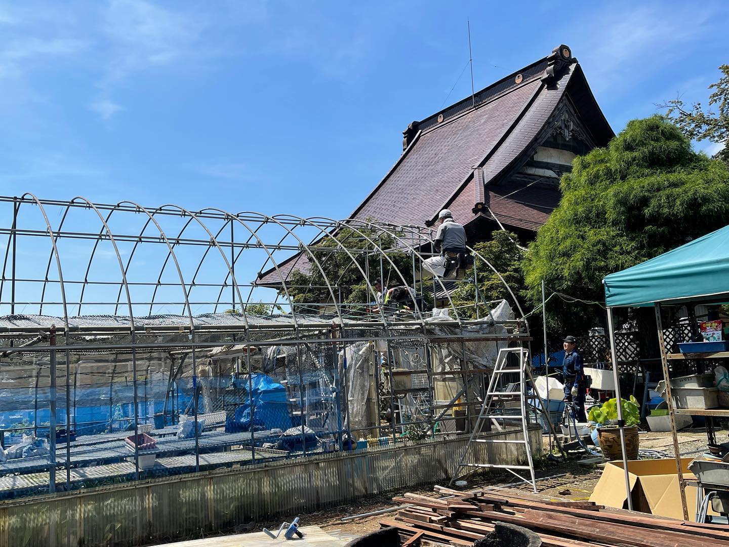 万年青 #玉輝冠 #珠光 田哲園のビニールハウス、改修工事中。 暑い中