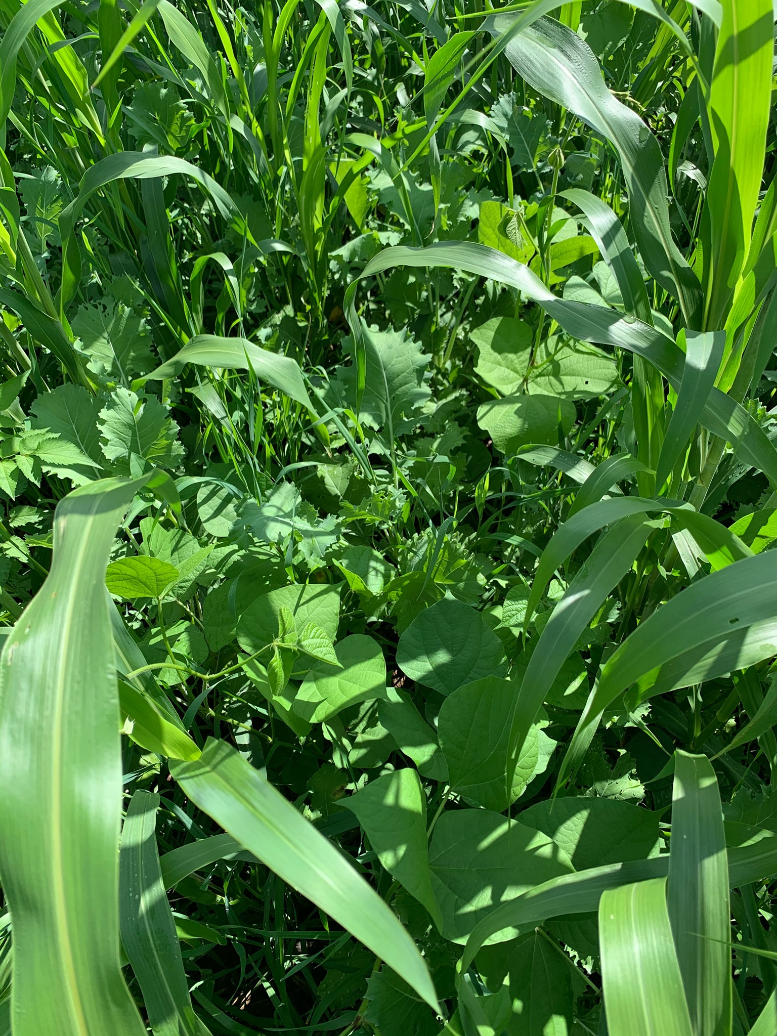 Green Ranches