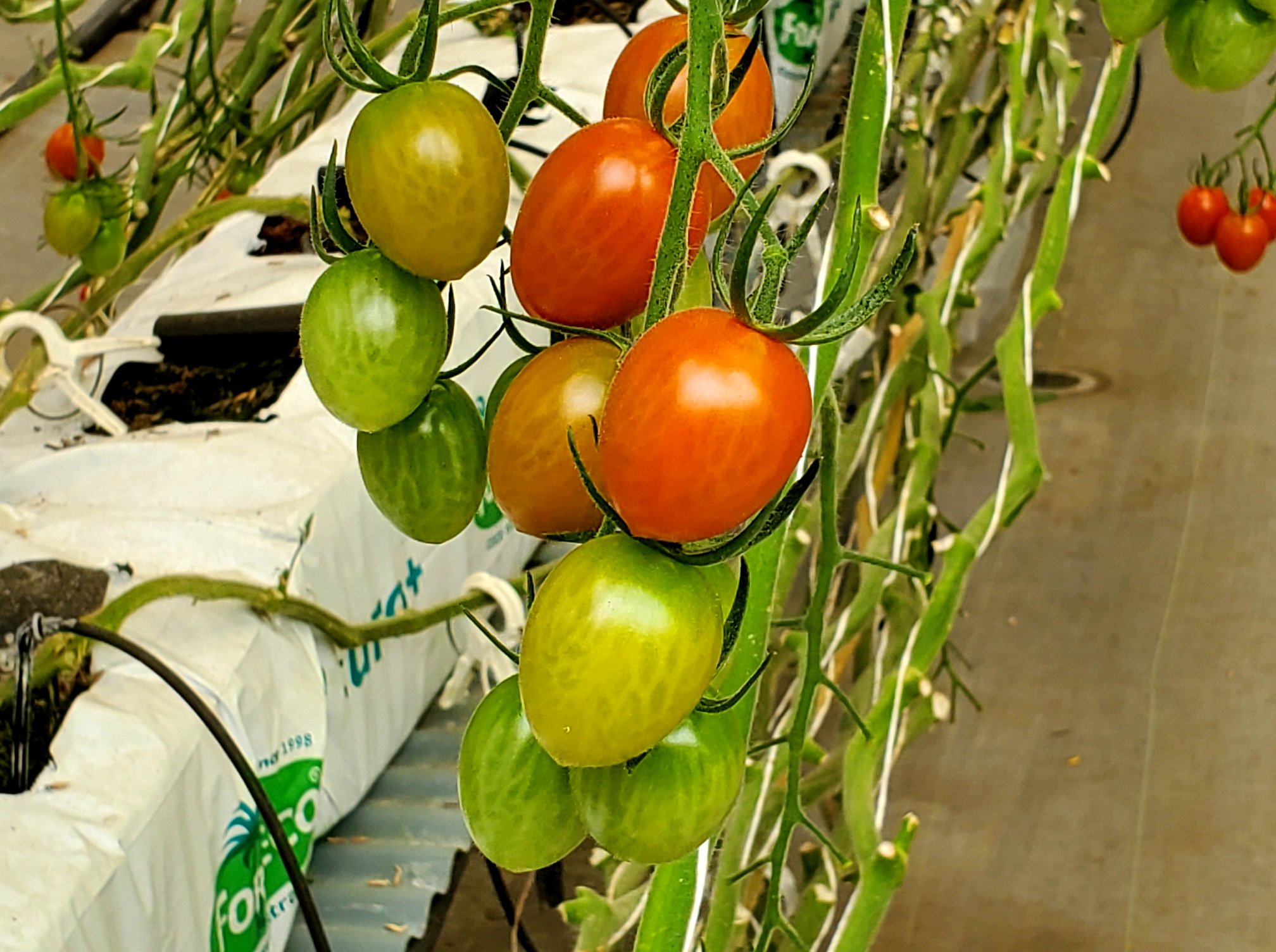 Do you know how to write tomato in Japanese? :D cre by me
