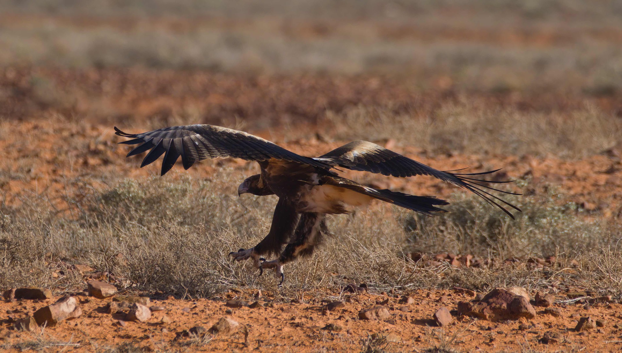 Flinders Ranges - Natures Outback Paradise | First light on a young ...