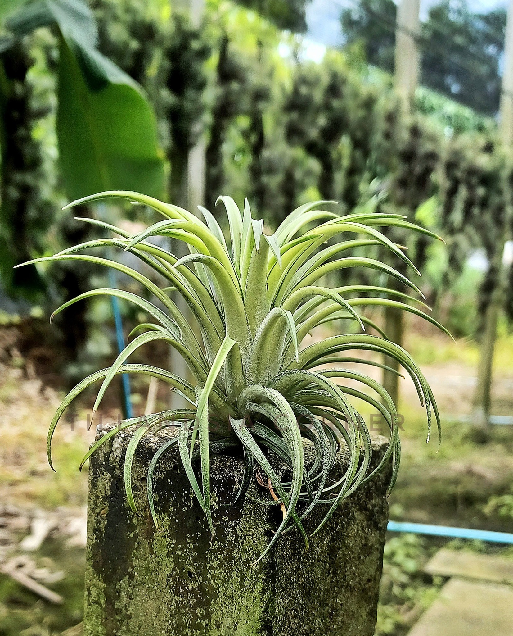 Tillandsia 'Totoro' cv.of ionantha #tillandsiaionantha