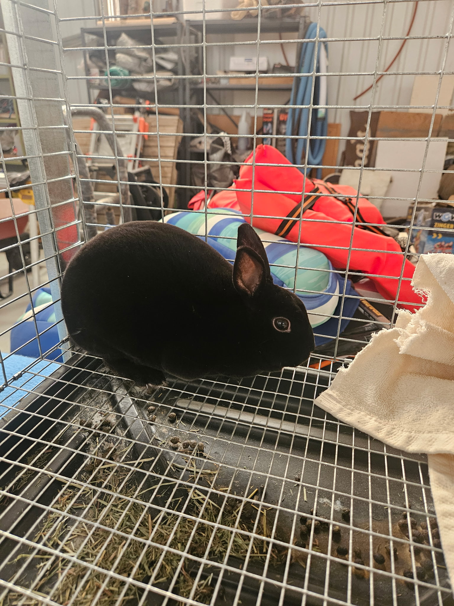 West Texas Rabbits, Supplies, Shows | Looking to find a home for my ...