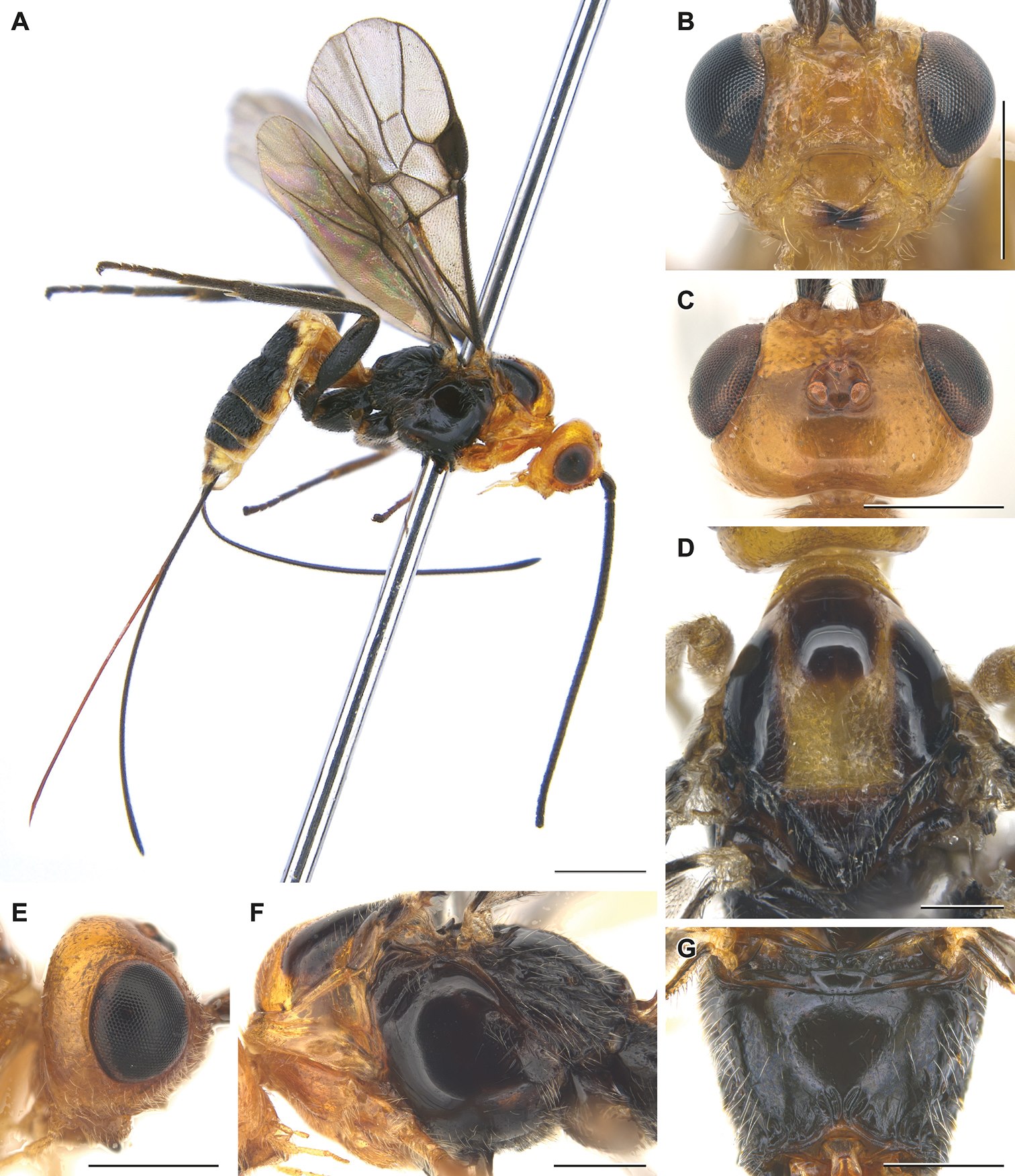 A new species of the genus... - Hymenoptera Research