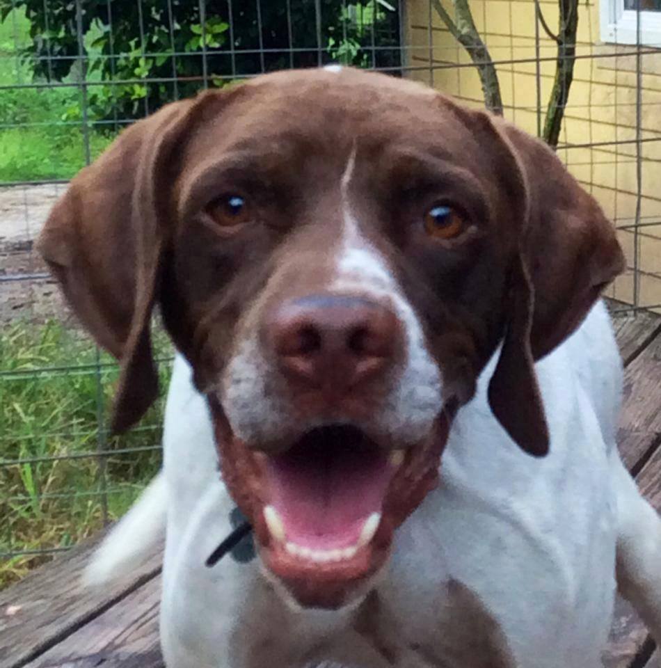Florida Pointer Rescue | New Smyrna Beach FL