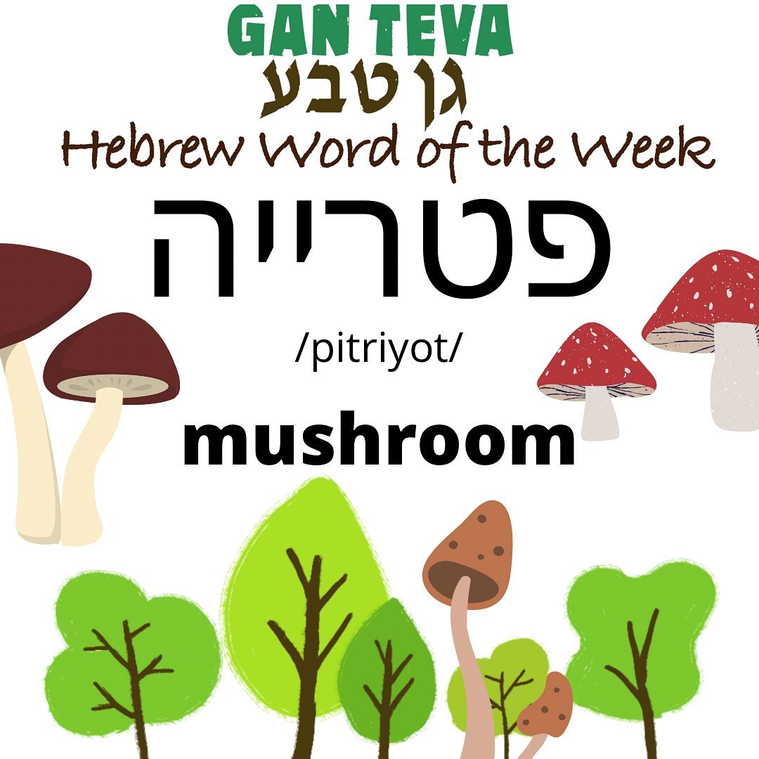 glutathione scavenger in hebrew Gan Teva's word of the week is mushroom 🍄 פטריות 🍄 pitriyot Does MK-677 Make You Size:3 Ml skindrops.pk