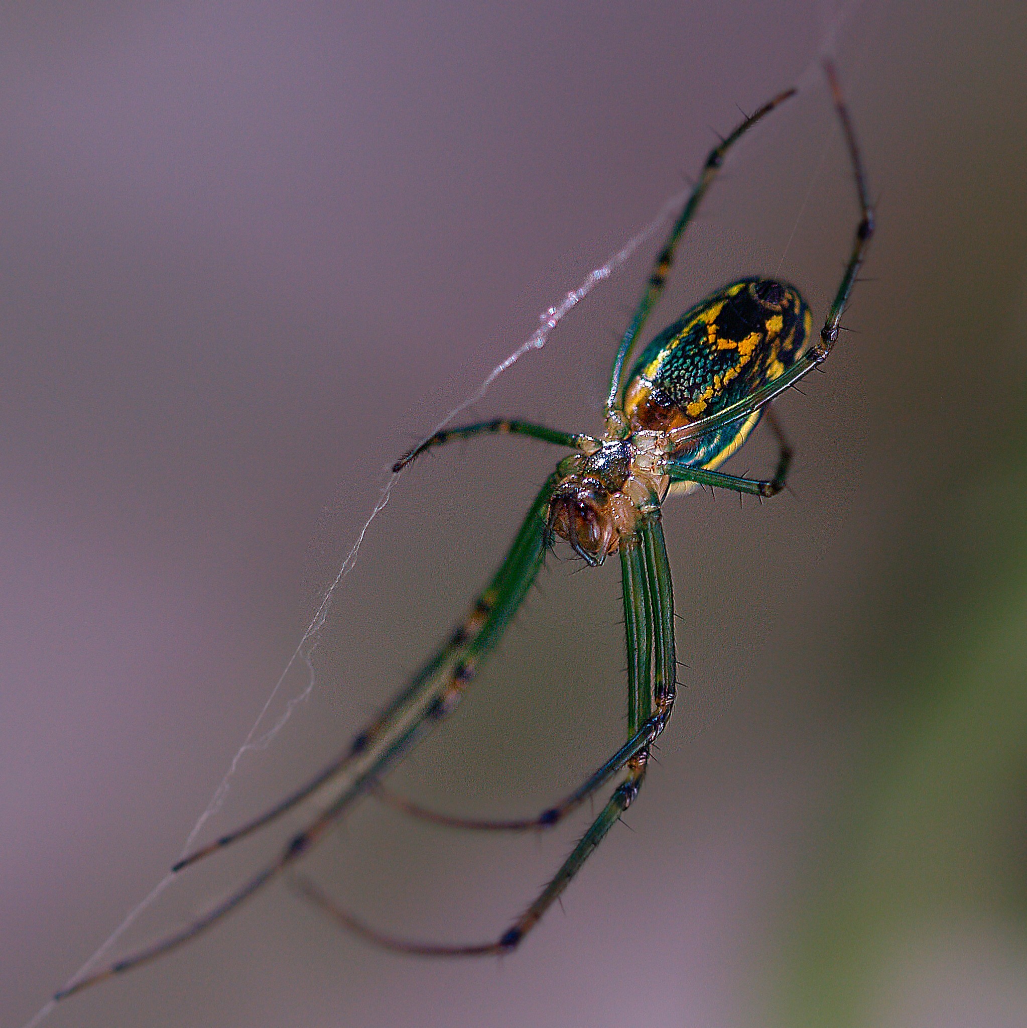 Olympus e500 with 50mm f2 macro lens