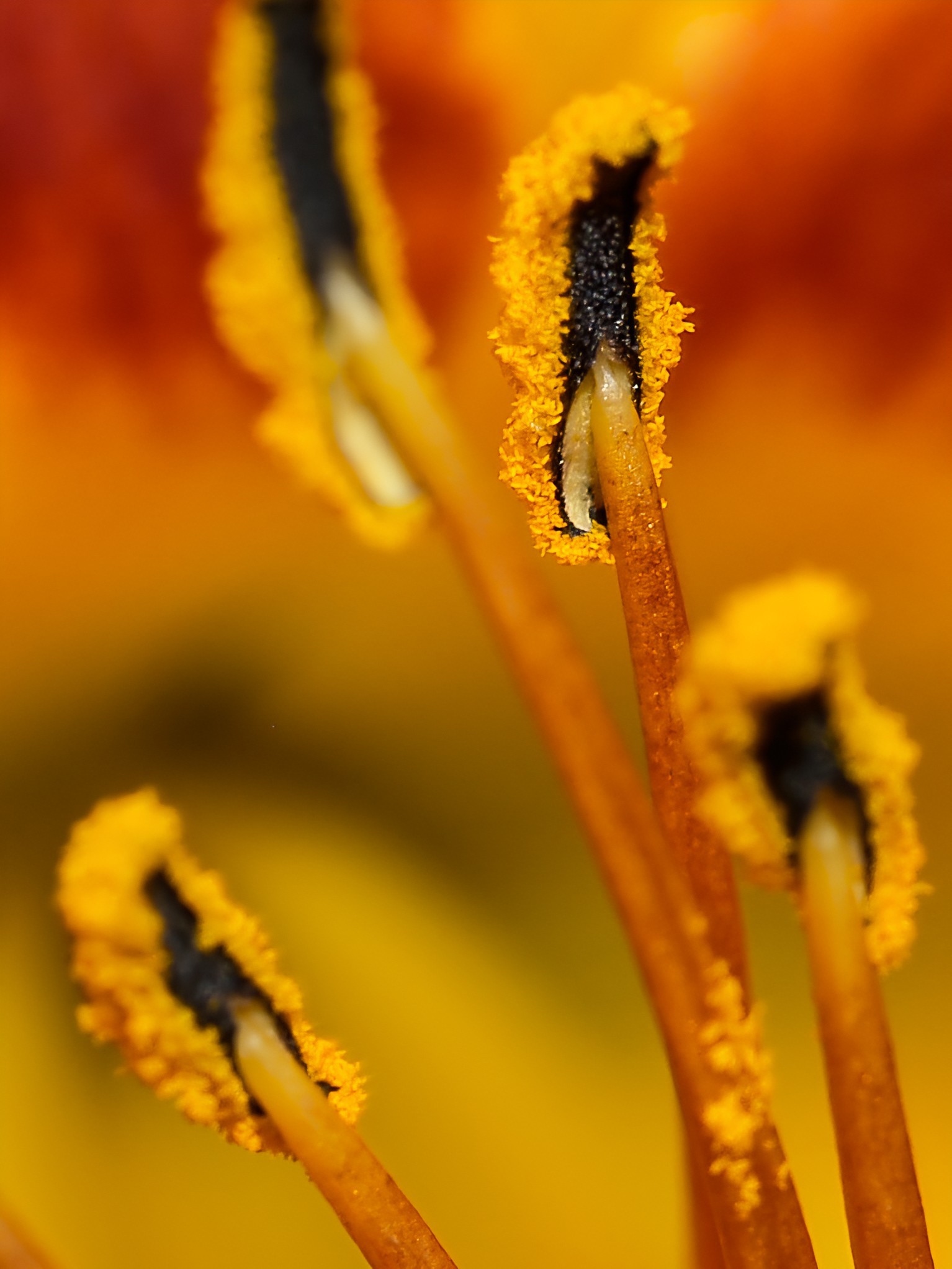Olympus e500 with 50mm f2 macro lens