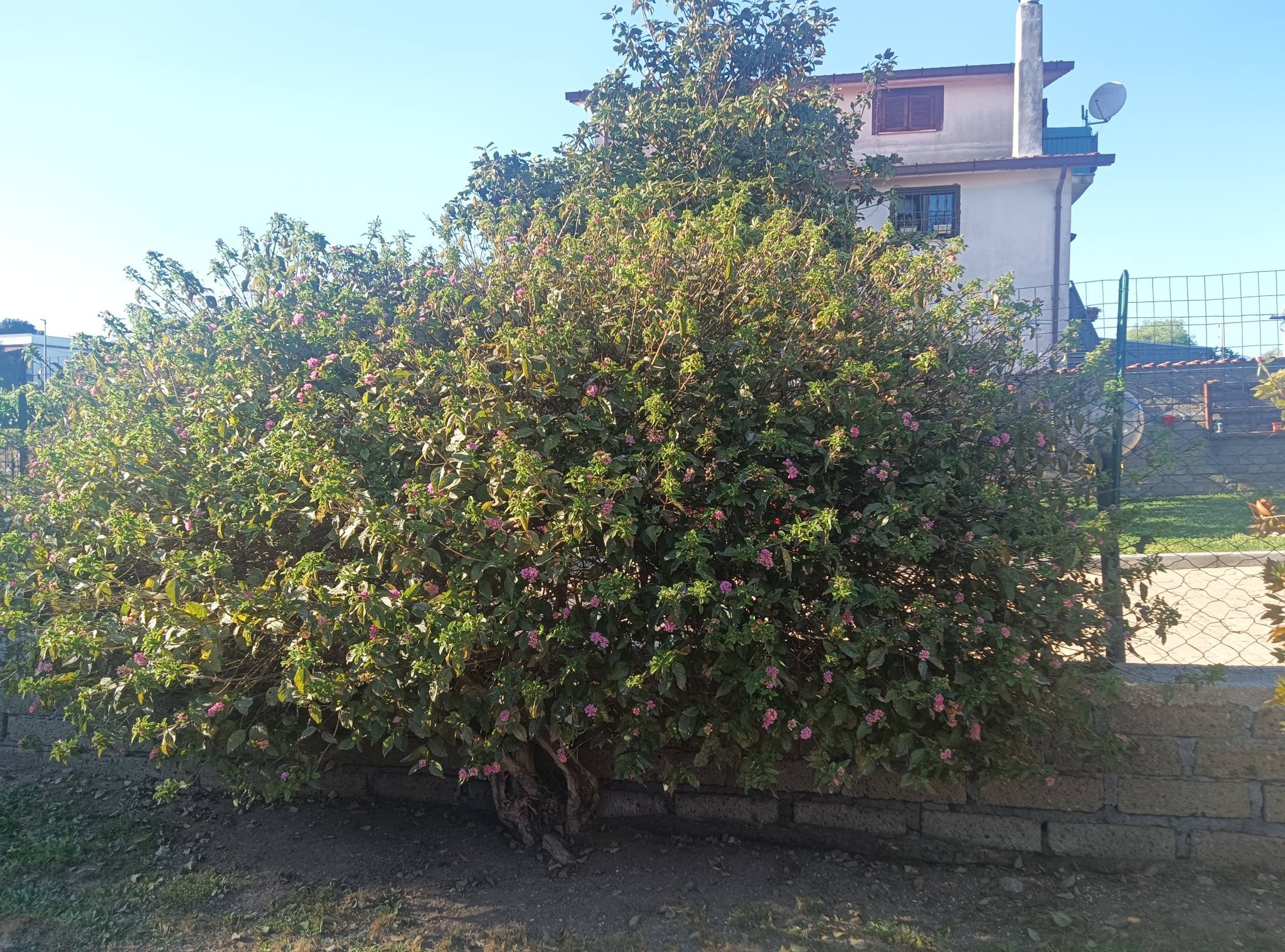 15/20/25 pz 4 Albero Killer Chiodi Grandi Chiodi di Rame