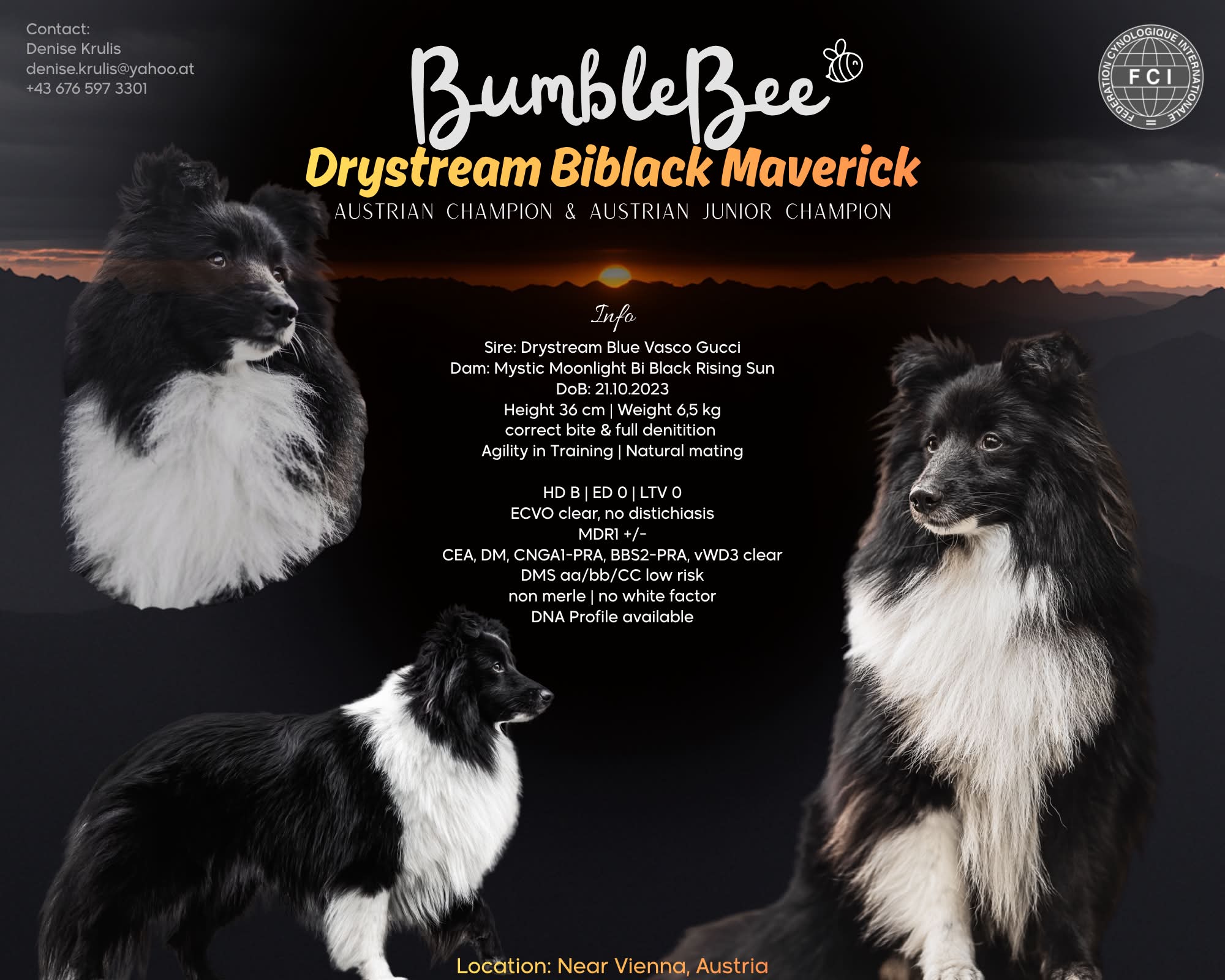 Drystream Biblack Maverick, Austrian Champion Shetland Sheepdog
