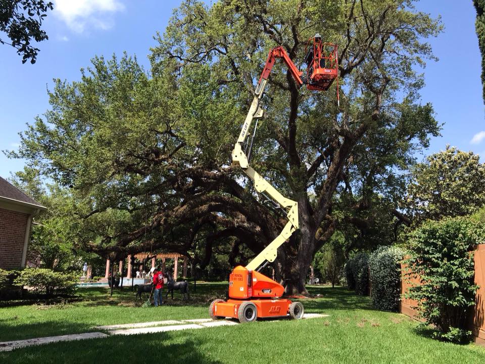 Champions Tree Preservation | Houston TX
