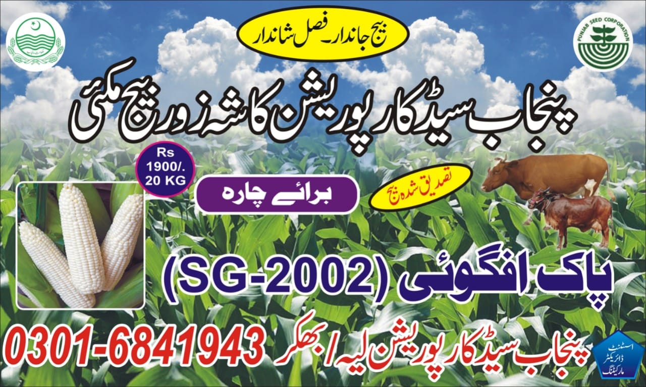 Punjab SEED Corporation Layyah/bhakkar