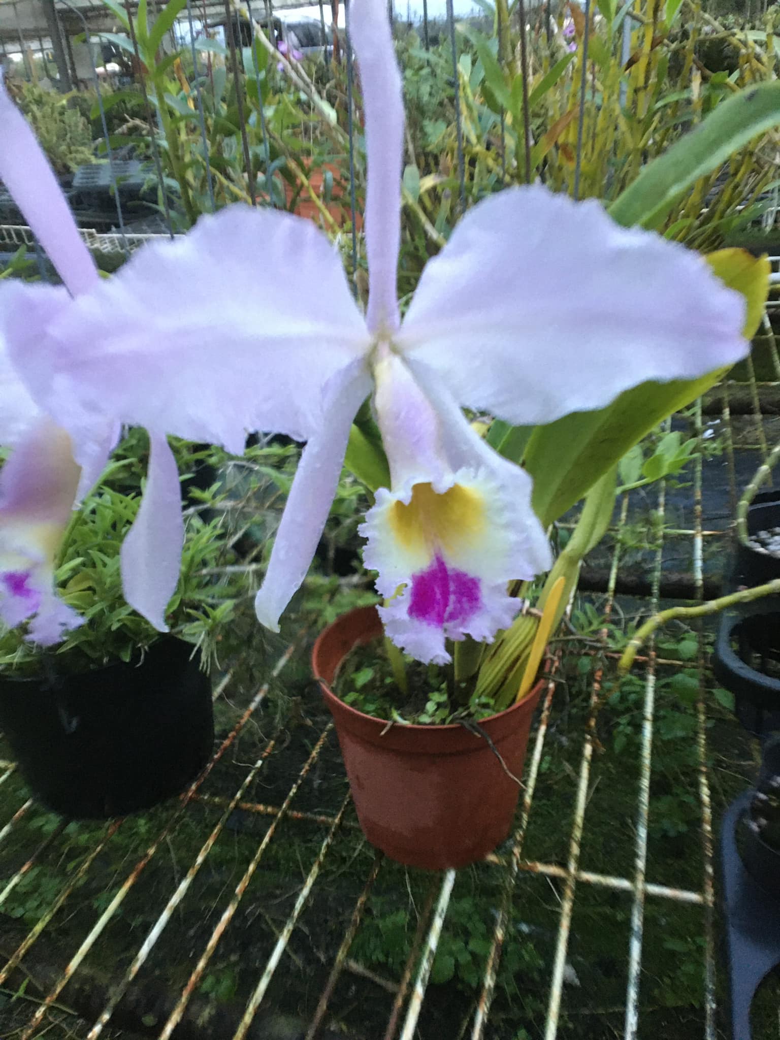 Semi-alba C Gaskelliana orchid