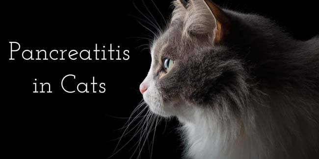 Image showcasing Scarborough Veterinary Surgery - WHAT IS PANCREATITIS IN CATS? The ...