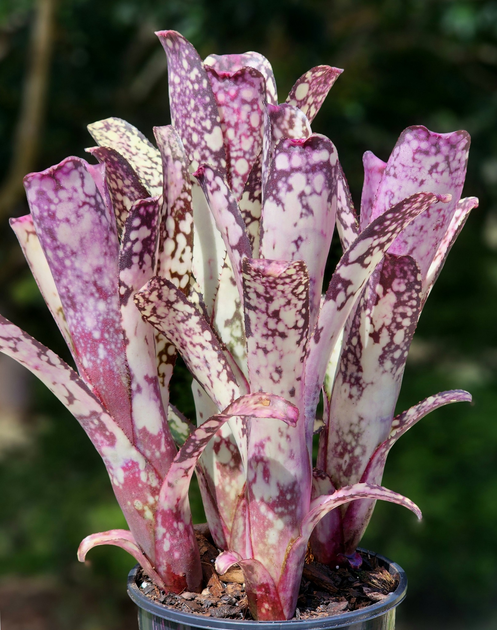Billbergia (DM×Afterglow)×Purple Haze ② Billbergia 'Afterglow