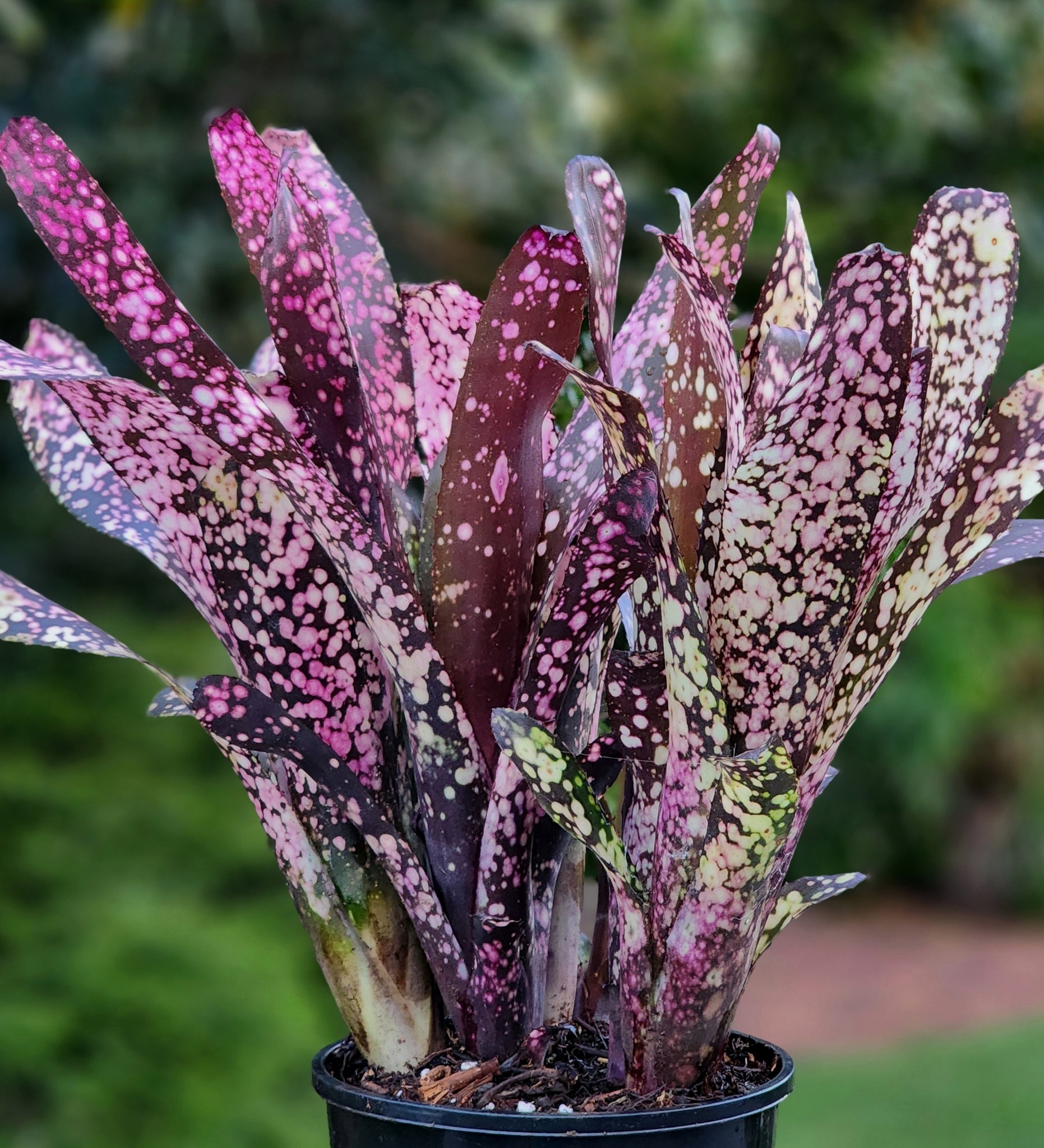 Billbergia 'Kawana Panache' and 'Kawana Purple Haze' colors in