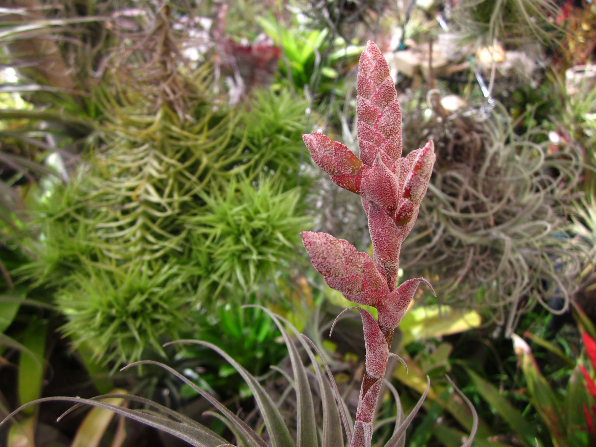 Tillandsia latifolia variety leucophylla.