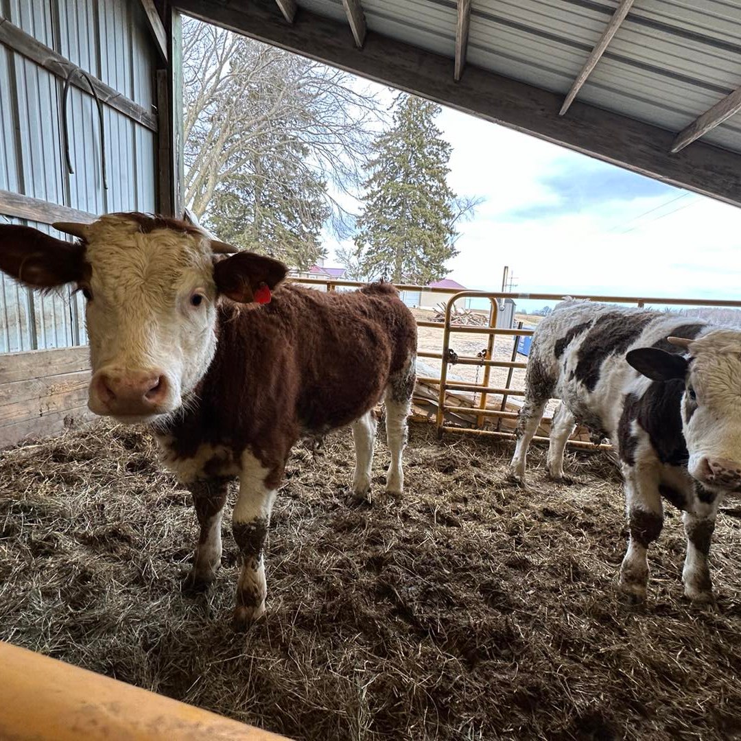 4-D Ranch | Rose City MI