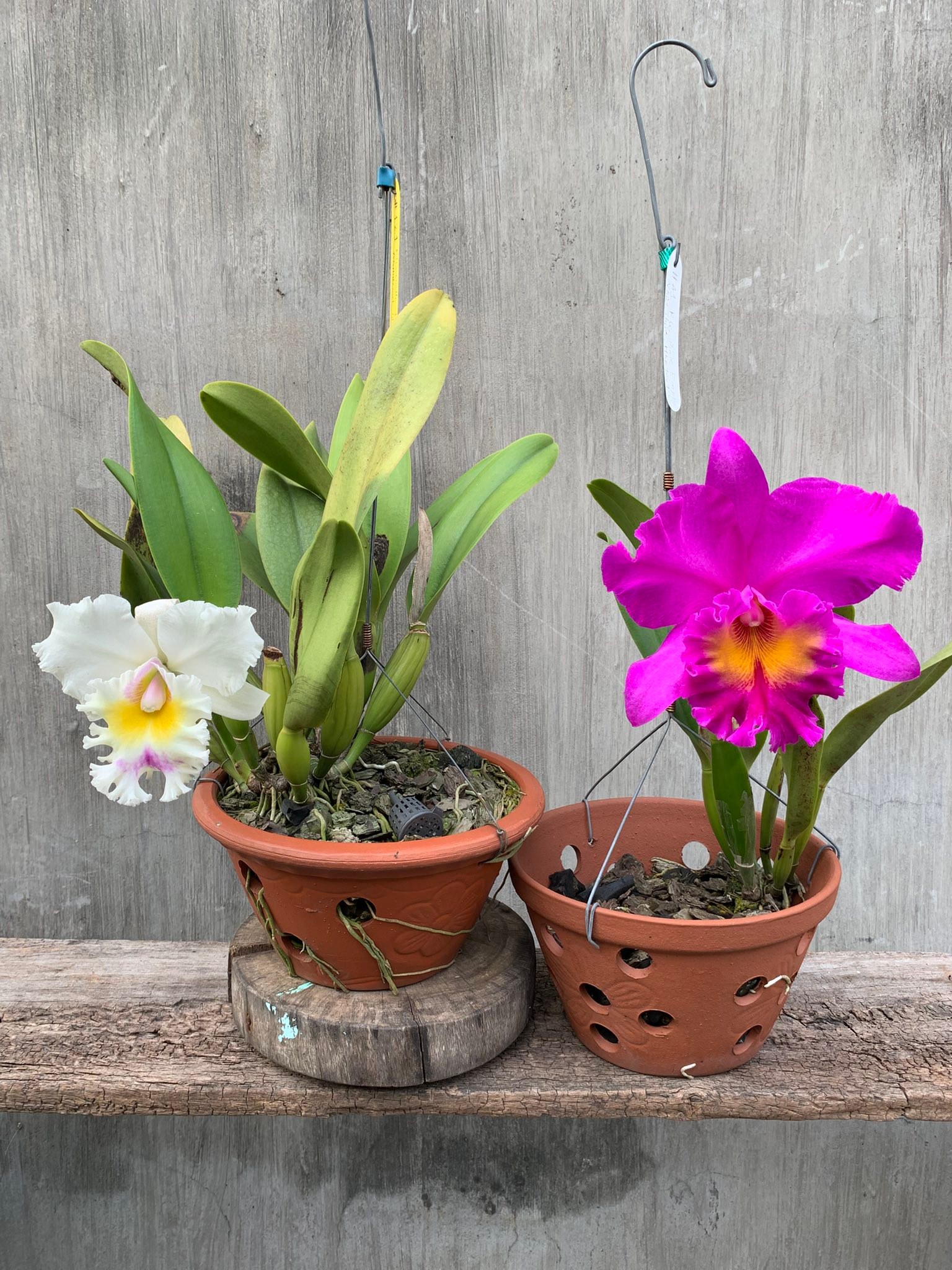 Cattleya RLC orchids Elizabeth Hearn and Pink Empress