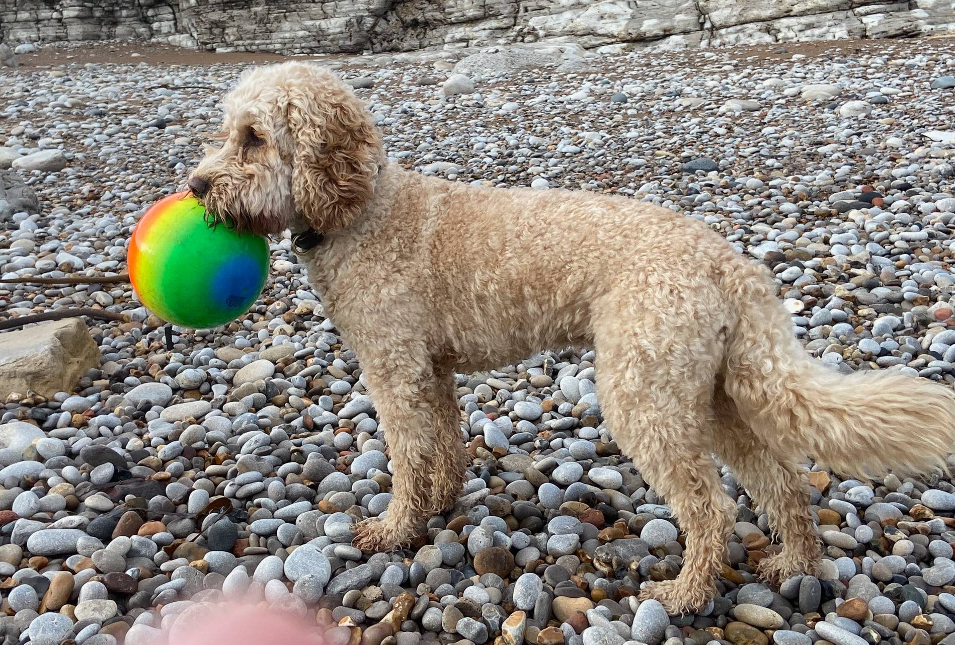 The adventures of Mr Brodie Its a... - Brodie the Cockapoo | Facebook