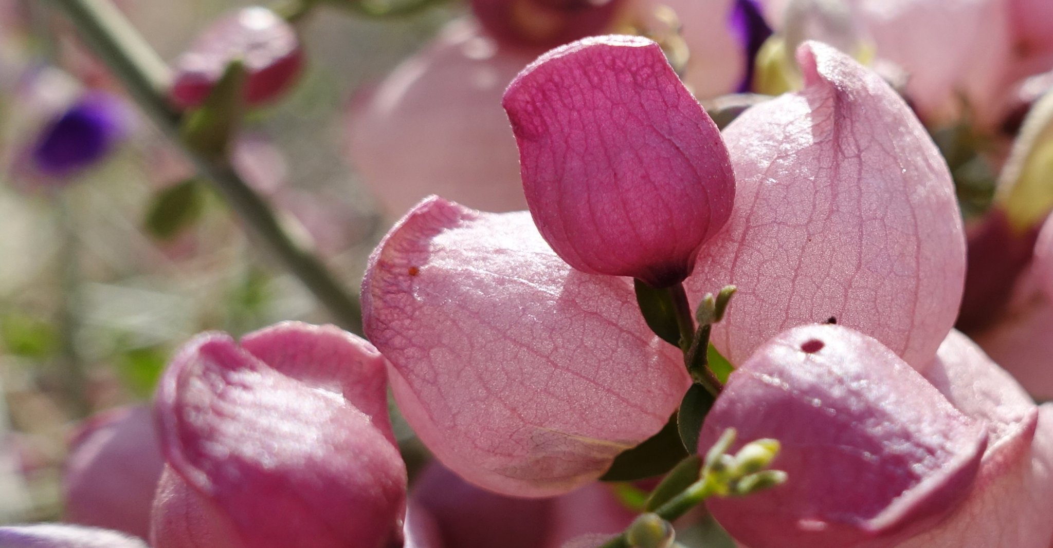 Desert paper bag bush seed pods rattle in wind