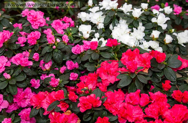 Azaleas y más