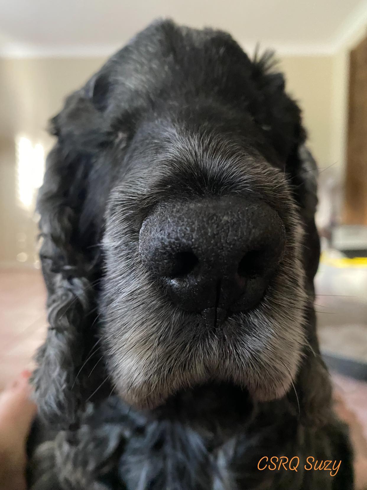 Suzy’s here to wish all... - Cocker Spaniel Rescue QLD inc | Facebook