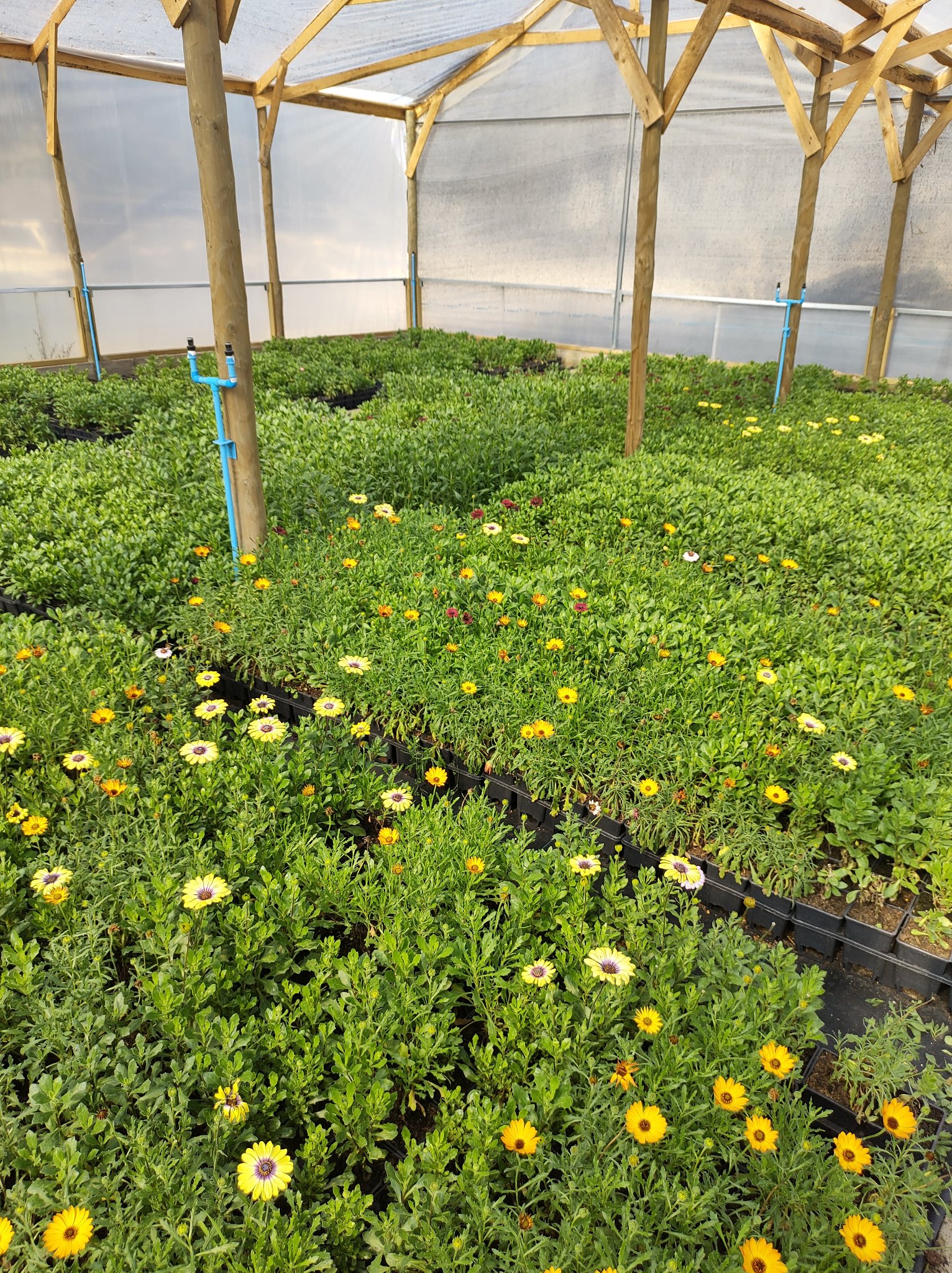 El #Osteospermum es muy adecuado para... - Vivero Multiplant