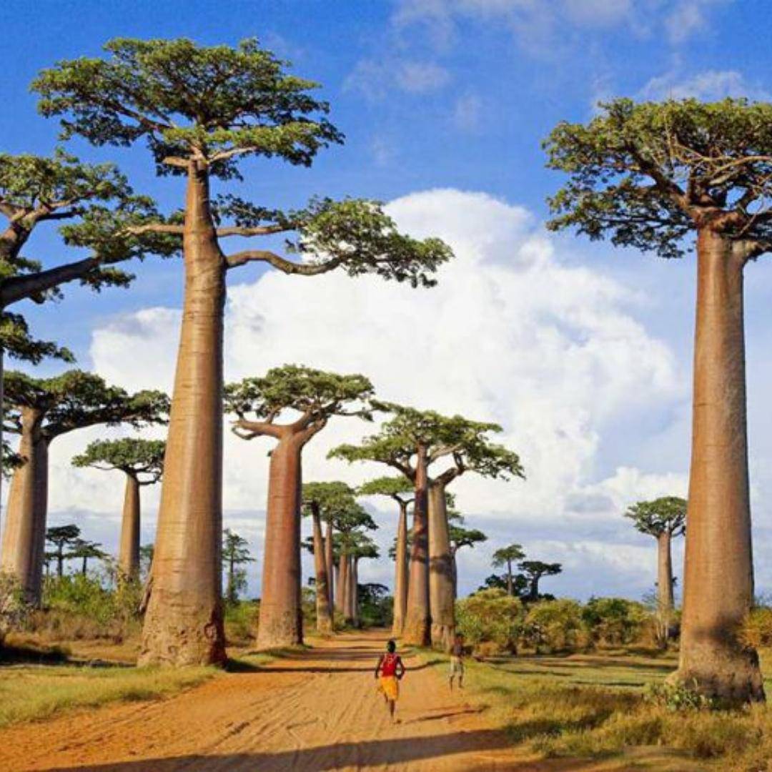 YES WORLD | Awudome Estate