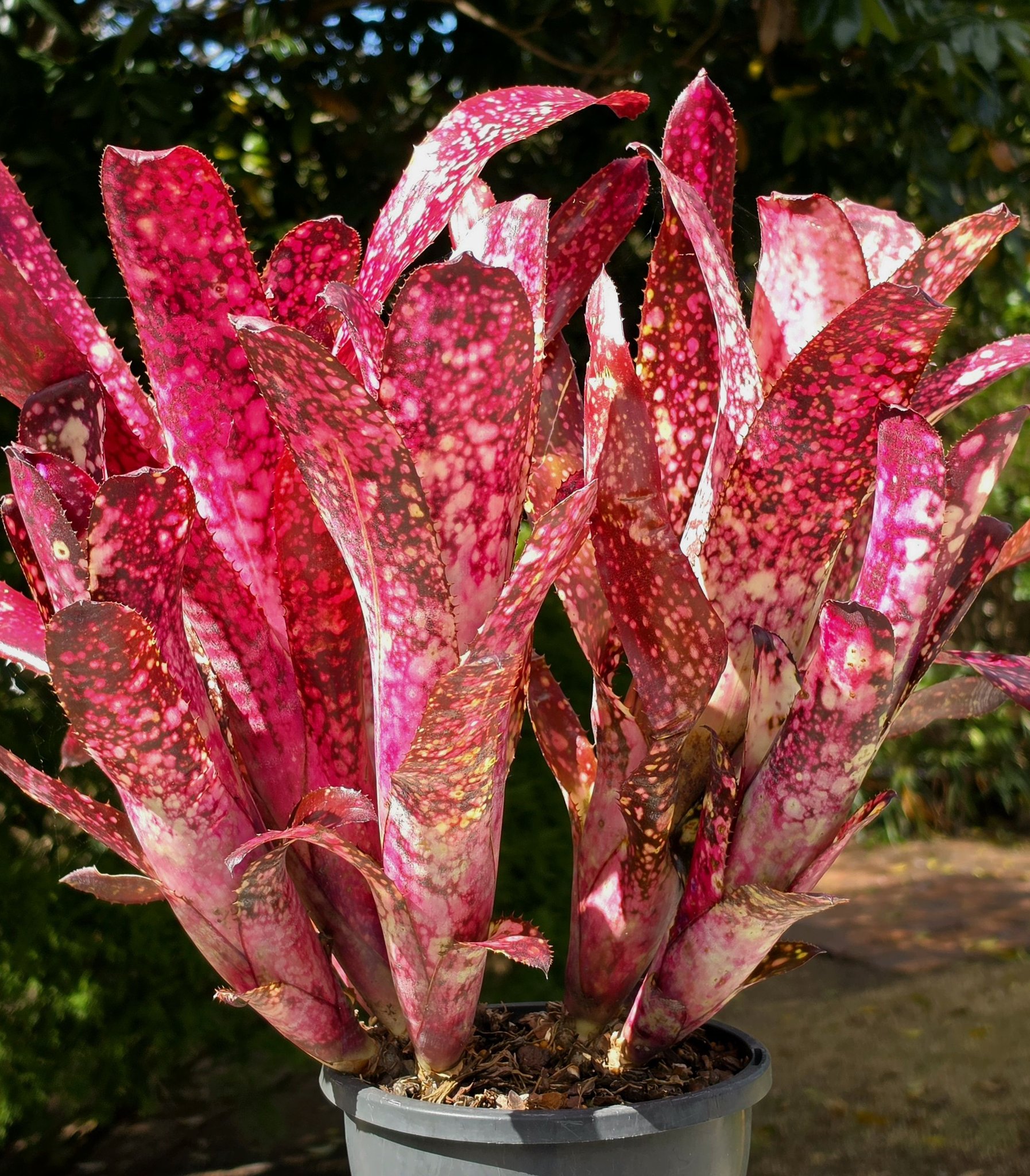 Billbergia 'Miz Mollie'
