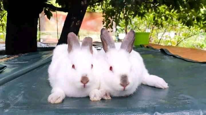 Guiginto( bulacan )rabbit breeder group. | Facebook