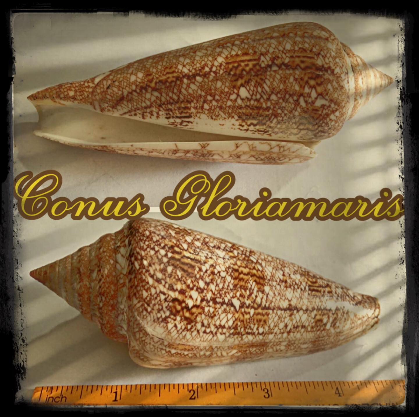 Seashell Supplies Philippines - THE WORLD’S RAREST, MOST EXPENSIVE ...