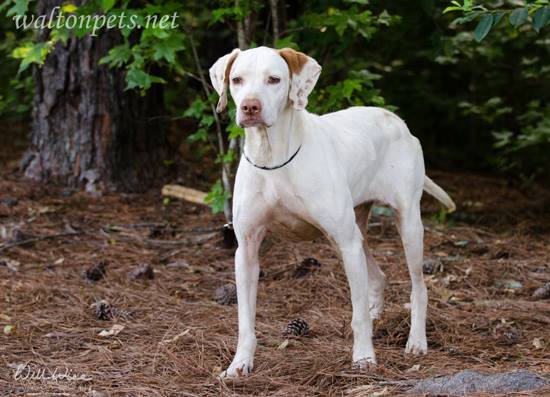 Florida Pointer Rescue | New Smyrna Beach FL