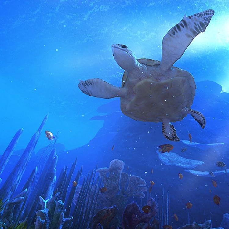 Wevr - Today is National Turtle Day 🐢 Did you know that sea turtles lay ...
