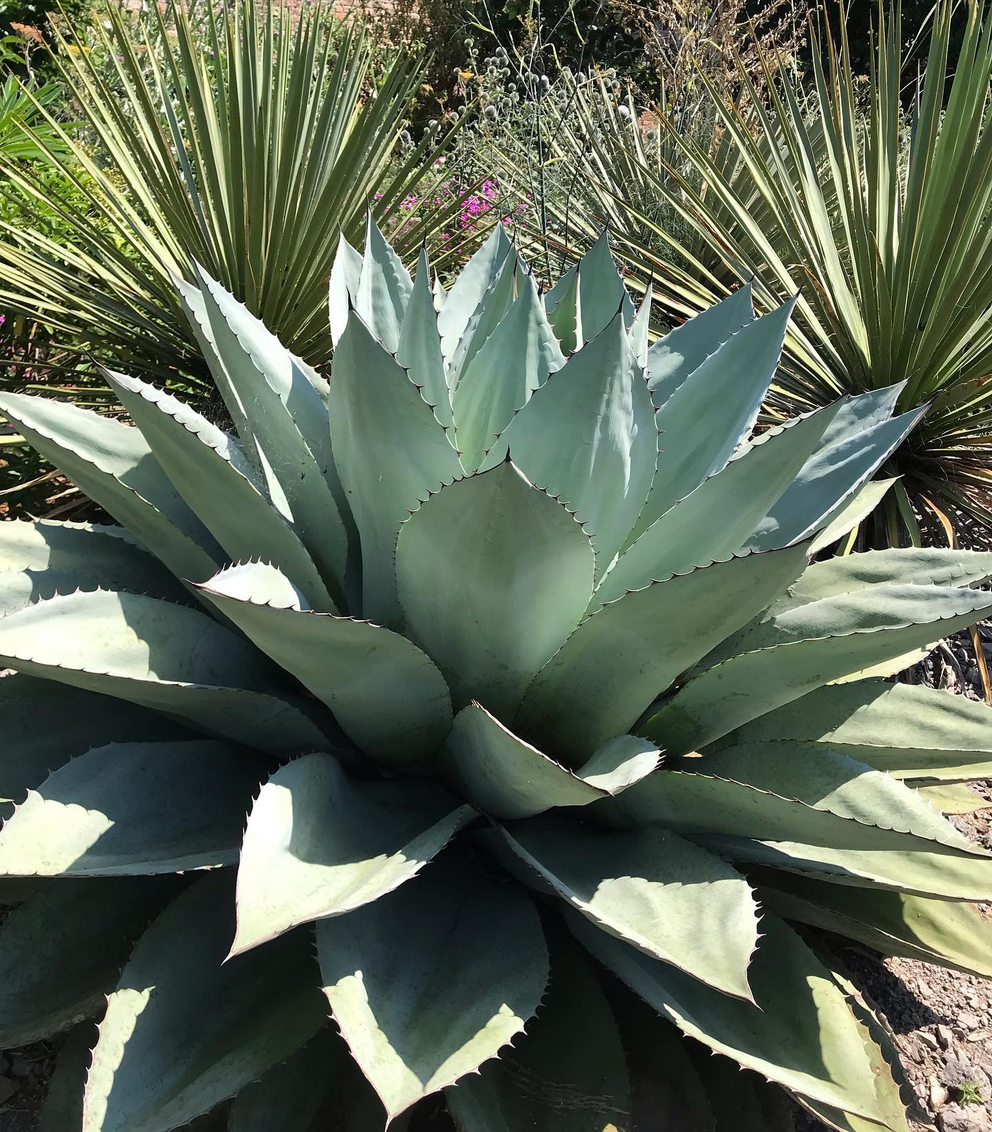 アガベ Agave ovatifolia 'Awakening Angel' 202 Agave ovatifolia