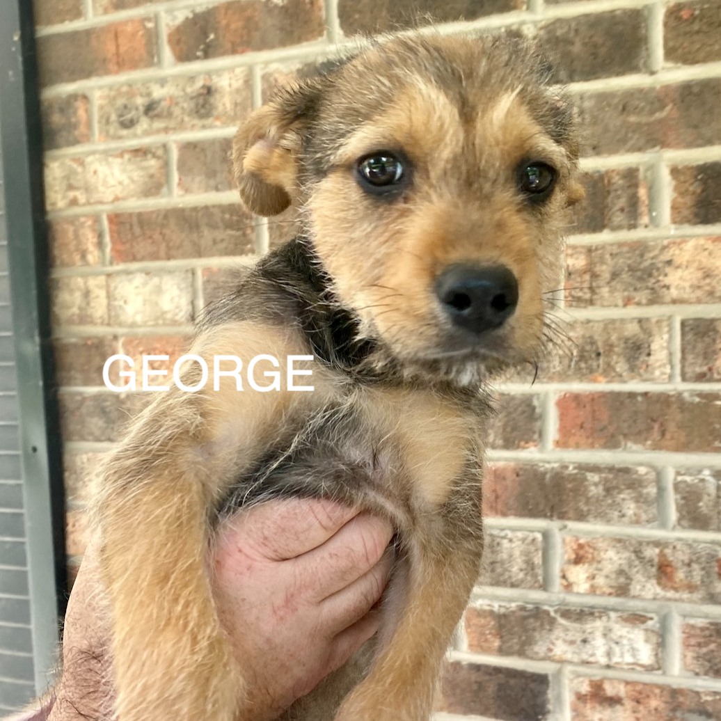 Meet our adorable... - Project Hope Animal Rescue Foundation | Facebook
