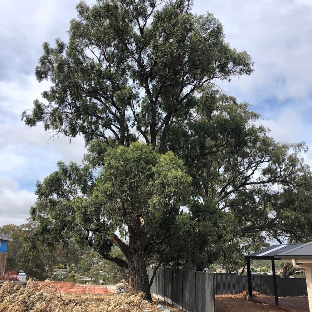 Embark Tree Services
