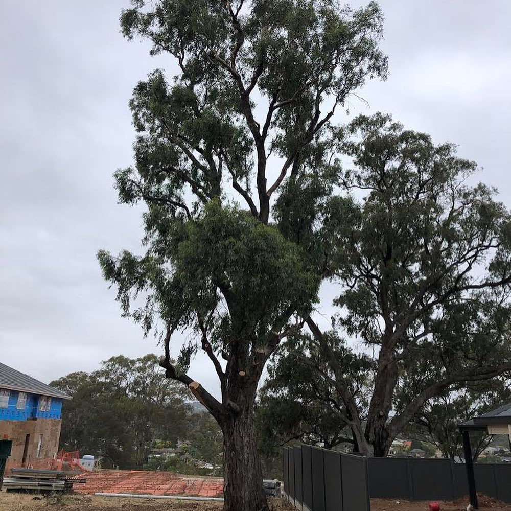 Embark Tree Services