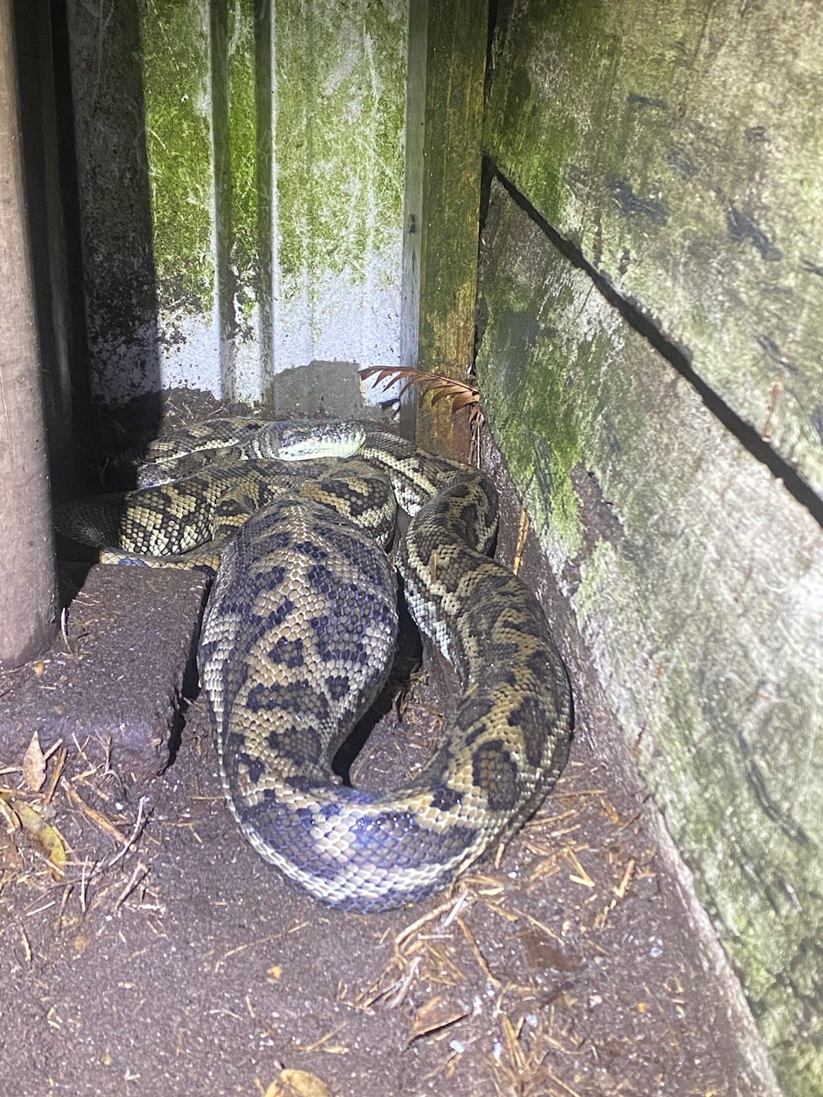 Big Python with a... - Sunshine Coast Snake Catchers 24/7 | Facebook