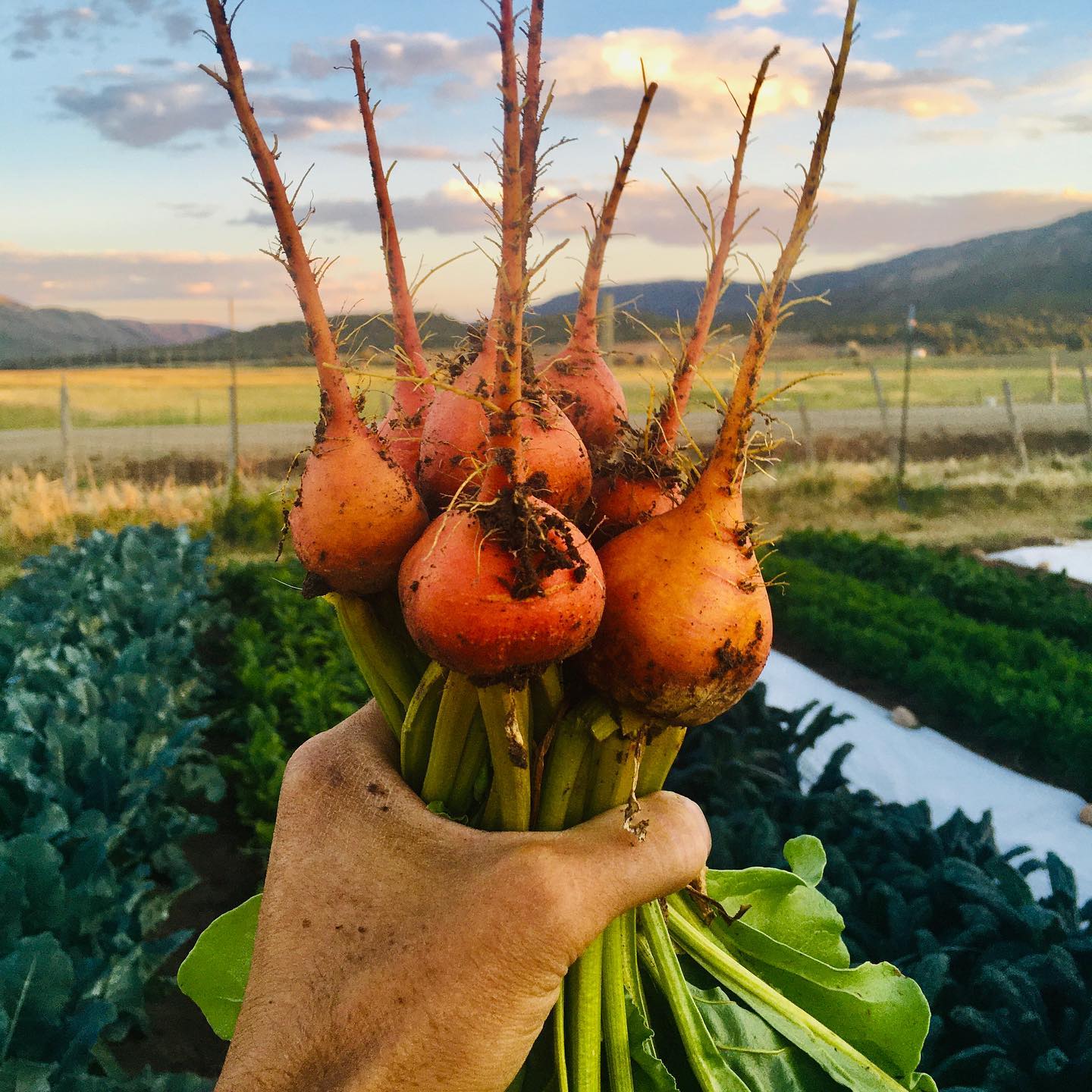 Humble Roots Farm