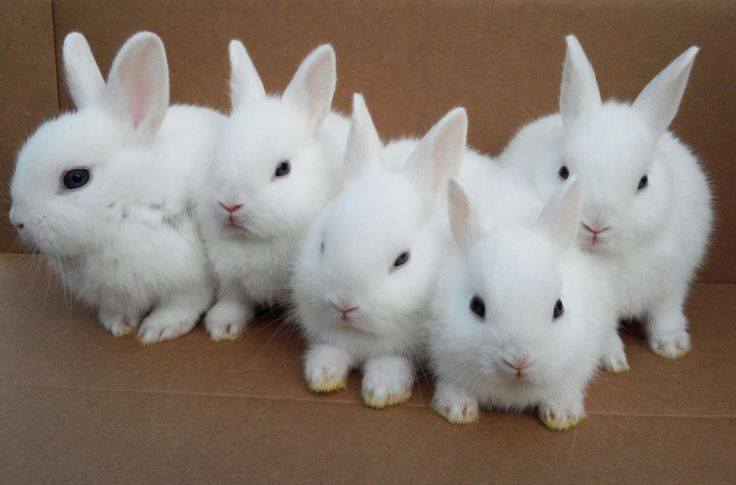 AVRK's Rabbit Farm, Kolluru | Guntur