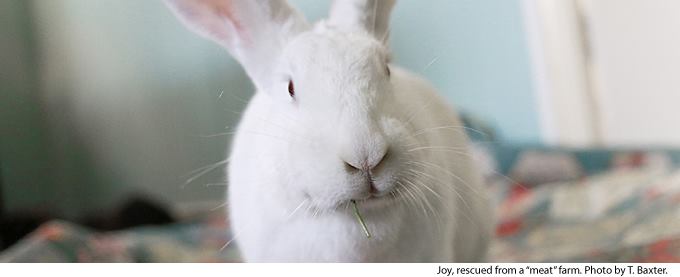 AVRK's Rabbit Farm, Kolluru | Guntur